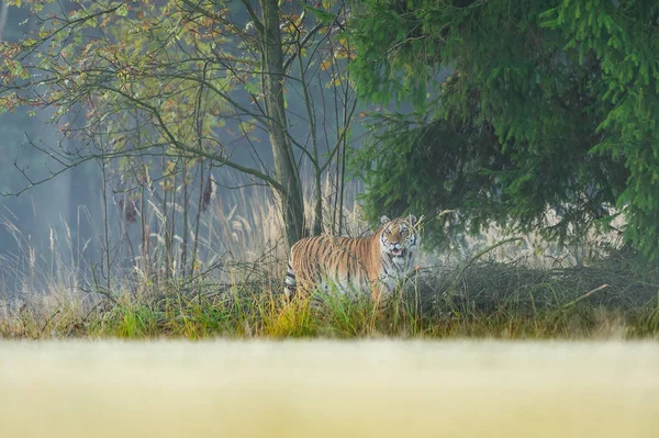 Tiger versteckt sich am Waldrand. gefährliches Tier, Taiga Russland. Sibirischer Tiger, Panthera tigris altaica. — Stockfoto