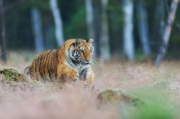 Siberian tiger jumping in wild taiga. Siberian tiger, Panthera tigris altaica — Stock Photo, Image