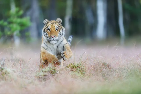 Atak tygrysa Amuru z przodu. Tygrys syberyjski skoki w dzikich Taiga. Tygrys syberyjski, panthera tigris altaica — Zdjęcie stockowe