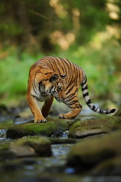 Nehre yakın taşta Sibirya kaplanı. Sibirya kaplanı (Panthera tigris altaica) — Stok fotoğraf