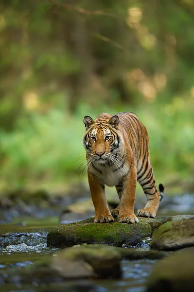 Sibirischer Tiger auf dem Stein neben dem Waldbach. Panthera tigris altaica — Stockfoto