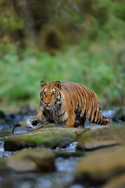 Tigre sibérien marchant dans la rivière. Taïga avec animal dangereux. Panthera tigris altaica — Photo