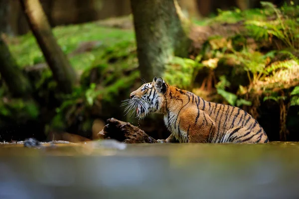 Tigergeschrei im Fluss. Waldbach mit gefährlichen Tieren. Panthera tigris altaica — Stockfoto