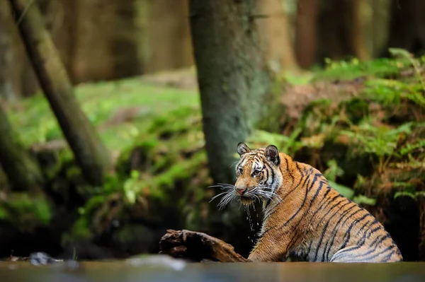 Tiger ül vízben. Veszélyes állat a természetes élőhelyen. Szibériai tigris (Panthera tigris tigrisben) — Stock Fotó