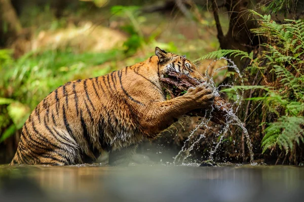 강나무 덩어리와 시베리아 호랑이. 위험한 동물은 물에 나무와 함께 재생됩니다. 판테라 티그리스 알타이카 — 스톡 사진