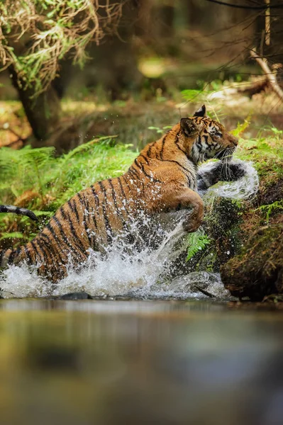 Tiger kiugrott a folyón fröccsenő víz csepp körül. Agresszív és hatalmi állat. Vadászat és sebességmozgás. — Stock Fotó