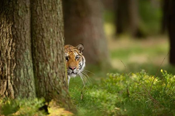 Tiger Peeping bakifrån ett träd. Dangerou djur i skogen. Sibirisk Tiger, Panthera tigris Floraaltaica — Stockfoto