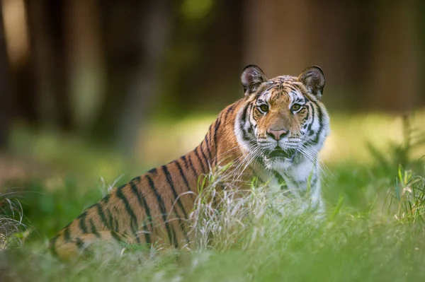 Tigre de Sibérie couché dans l'herbe dans la forêt d'été. Bête de préoccupation avec les environs — Photo