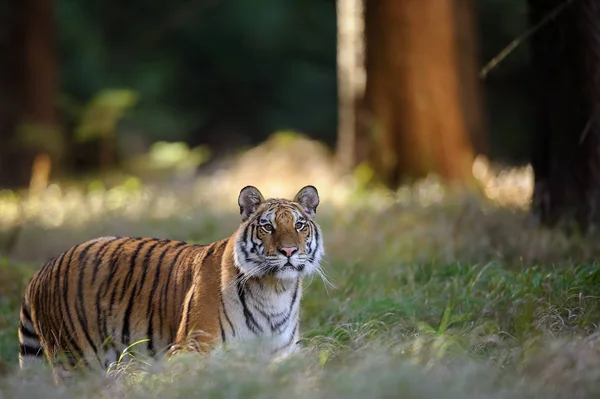 Tigre na grama alta em Forrest. Gato grande em habitat natural. Animais perigosos . — Fotografia de Stock