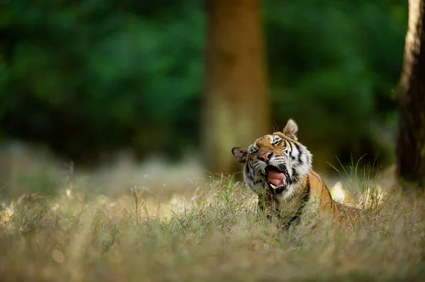 Tigre bostezando en hierba alta. Gran gato en el bosque de verano. Tigre siberiano, emoción somnolienta —  Fotos de Stock