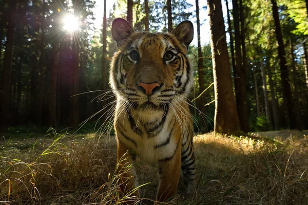 Vue rapprochée du tigre sibérien avec les rayons du soleil. Gros plan dangereux d'un animal sauvage. Panthera tigris altaica — Photo