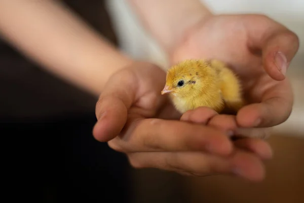 人間の手にベビーチキン。新生児の鳥は注意深く農場と動物 — ストック写真