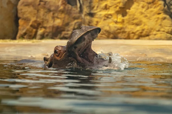 Hipopótamo en agua con la boca abierta. Nadando gran animal africano. Hipopótamo peligroso —  Fotos de Stock