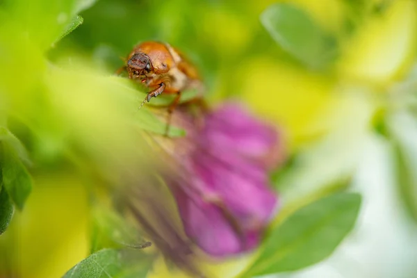 Sommarchafer i gröna blad. Europeiska juni skalbagge på blomma. — Stockfoto