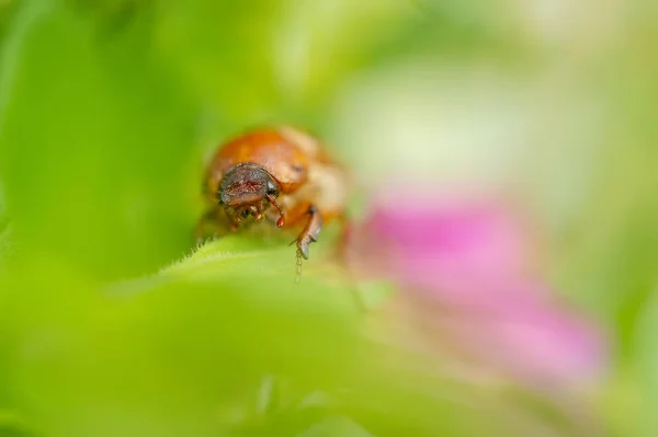 European june beetle on flower. Summer chafer in green leaves. Amphimallon solstitiale. — Stock Photo, Image