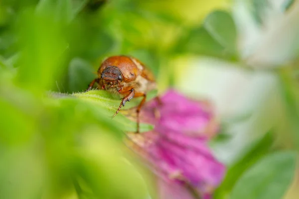 Lato chafer w zielonych liści. Europejski chrząszcz Czerwoni na kwiat. — Zdjęcie stockowe