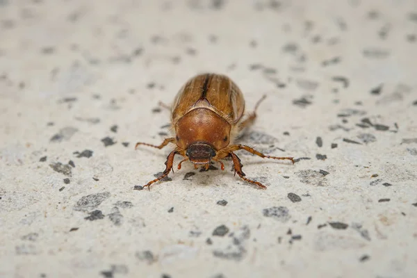 Letni wła na kamiennym podłożu. Europejski chrząszcz czerwcowych. Amphimallon solstitiale. — Zdjęcie stockowe