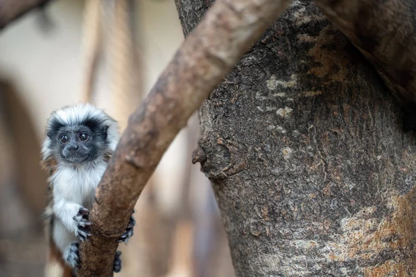 Jóvenes tamarines de algodón. Mono bebé en la rama del árbol. Saguinus edípo — Foto de Stock