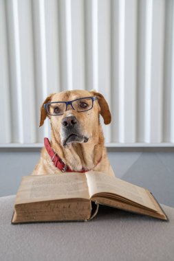 Gözlüklü köpek eski hradcover kitabı okuyor. Öğrenme kavramı.