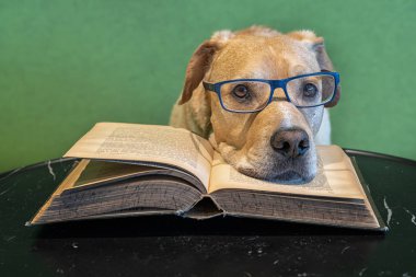 Açık büyük kitabın üzerinde yatan gözlüklü köpek. Yorgun okuyucu. Sınavlar için çalışma