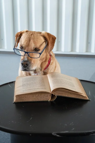 Gözlüklü köpek okuma kitabı. Kitabın arkasındaki Profesör — Stok fotoğraf