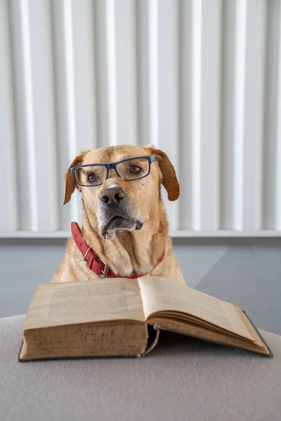 Собака з окулярами читає стару книгу покровительки. Концепція навчання . — стокове фото