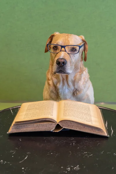 Akıllı köpek sert kapaklı büyük açık kitap üzerinde bir öğretmen gibi görünüyor. — Stok fotoğraf