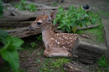 Doğada gizli alageyik yavrusu