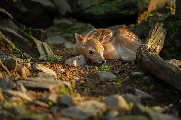 Newborn fallow deer fawn hidden on the forrest ground — Stock Photo, Image