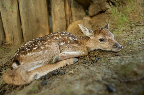 Płat jeleni. Noworodek ssak leżący na brązowym podłożu — Zdjęcie stockowe