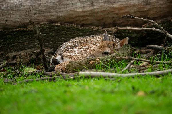 Dovhjort fawn hoprullade bredvid den fallna trädstam — Stockfoto