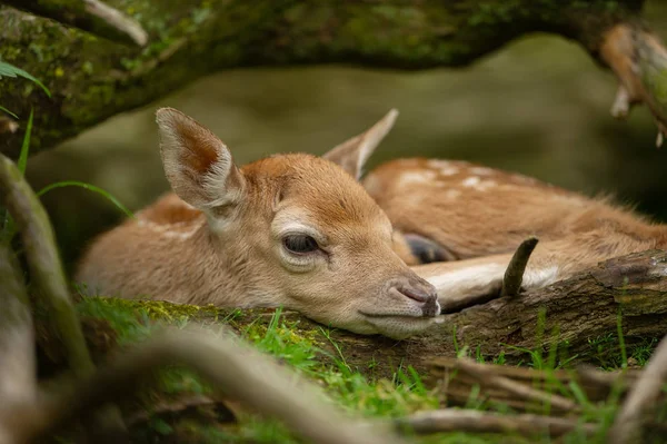 Um adorável cervo de pousio. Cabeça de close-up do bebê recém-nascido animal . — Fotografia de Stock