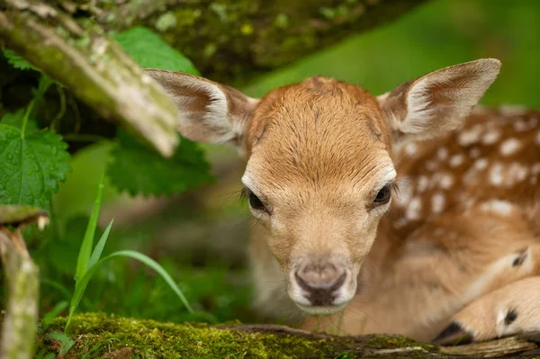 Fallow cervo fawn cabeça de perto vista. Animal recém-nascido adorável. Bebê de veado bonito — Fotografia de Stock