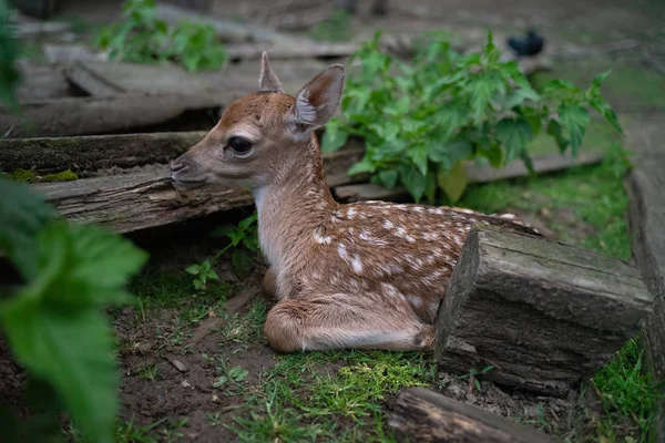 自然の中に隠された鹿のふくらみ — ストック写真