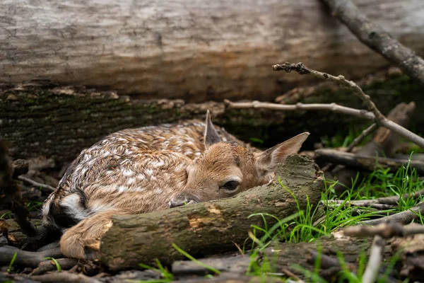 Fechar recém-nascido pousio cervo fawn escondido ao lado de tronco de árvore e galhos caídos . — Fotografia de Stock