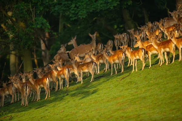 Groupe de cerfs en jachère par temps ensoleillé sur un champ vert près de la forêt — Photo