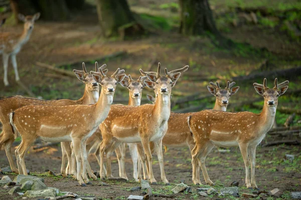 Groupe de cerfs en jachère dans la forêt. Un groupe vigilant de daims . — Photo