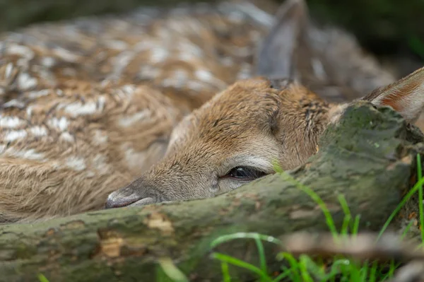 Closeup newborn fallow deer fawn next to fallen branch — Stock Photo, Image