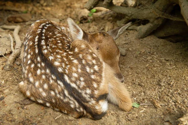 Fallow veado fawn enrolado no chão Fotos De Bancos De Imagens