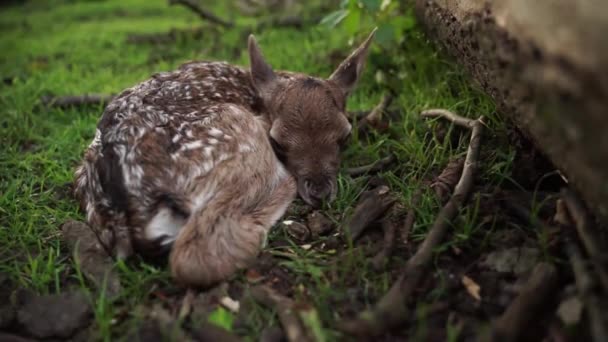 Cervo recém-nascido de pousio. Ainda molhado depois de nascer, tremendo e cheirando — Vídeo de Stock