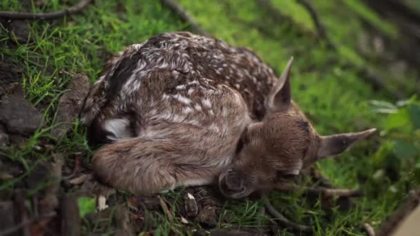 Новорожденный олень. Скрученный и дрожащий с еще влажным — стоковое видео