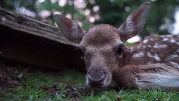 Ciervo cervatillo. Humeante y curioso pequeño animal recién nacido . — Vídeos de Stock