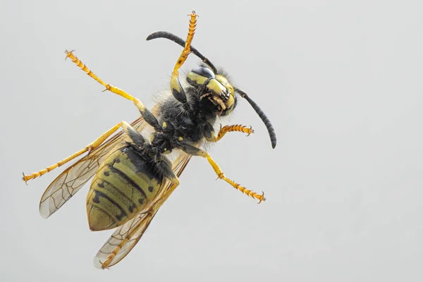 Vanliga Wasp. Detalj av svart och gult europian land Wasp. Vespula vulgaris — Stockfoto