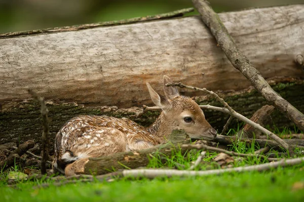 Neonato daino cervo fulvo accanto al tronco d'albero caduto — Foto Stock