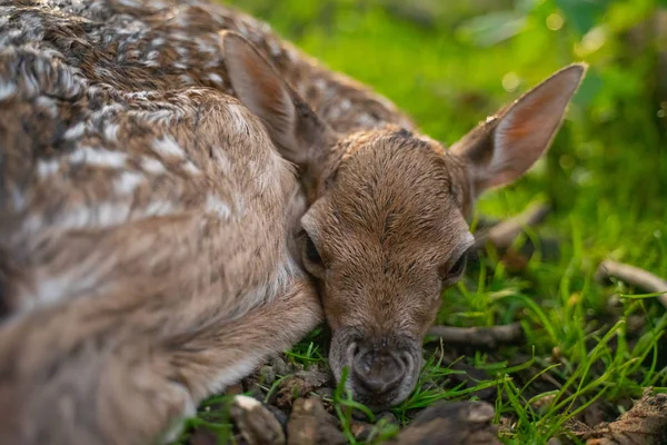 Fallow cervo fawn com o fundo de grama verde . — Fotografia de Stock