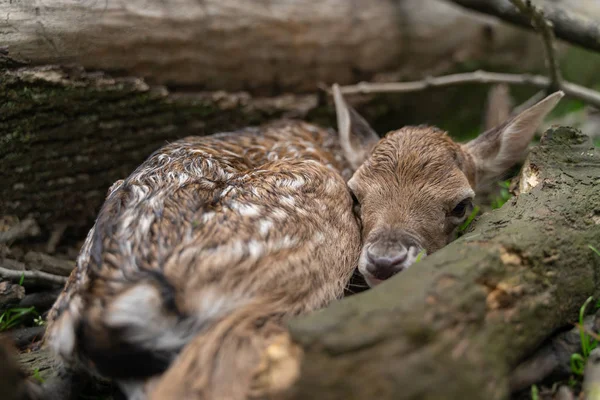 Recém-nascido cervo pousio fawn escondido ao lado de tronco de árvore e galhos caídos . — Fotografia de Stock