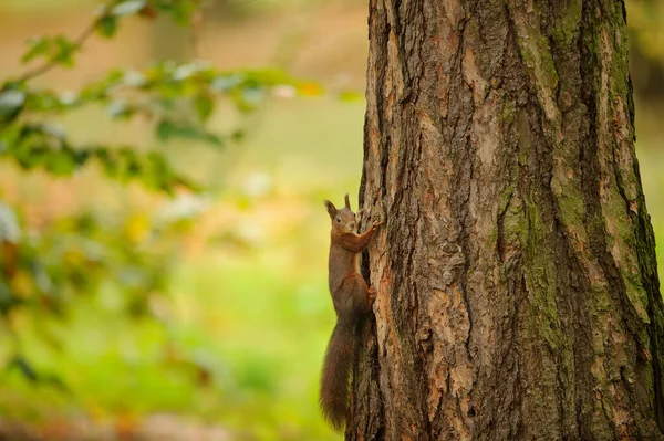 Brown squirrel climbing on the tree trunk — Stock Photo, Image