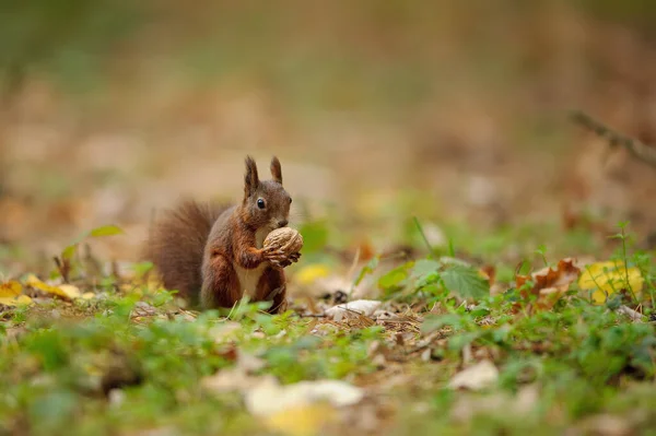 Brown squirrel holding wallnut in her paws. — ストック写真