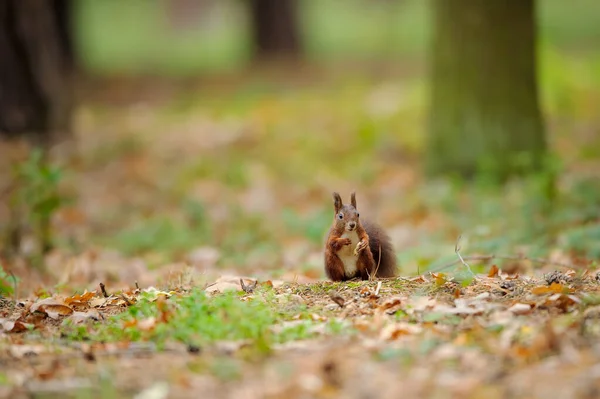 Ardilla marrón de pie en el suelo en el bosque . — Foto de Stock