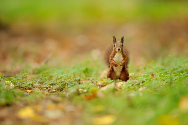 Surprised brown squirrel on the green ground — Stock Photo, Image